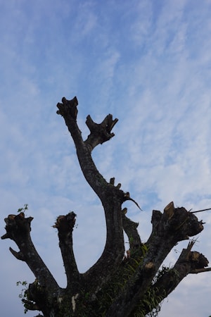 A large tree stump with numerous trimmed branches reaching upwards against a bright blue sky. Sparse greenery and a few small sprouts are visible at the base of the cut branches.