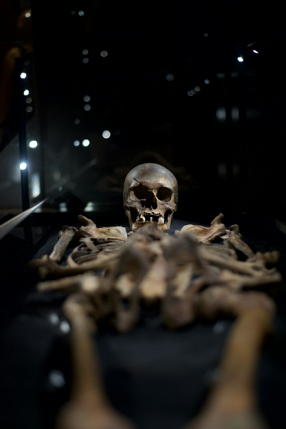 a skull and bones on display in a museum