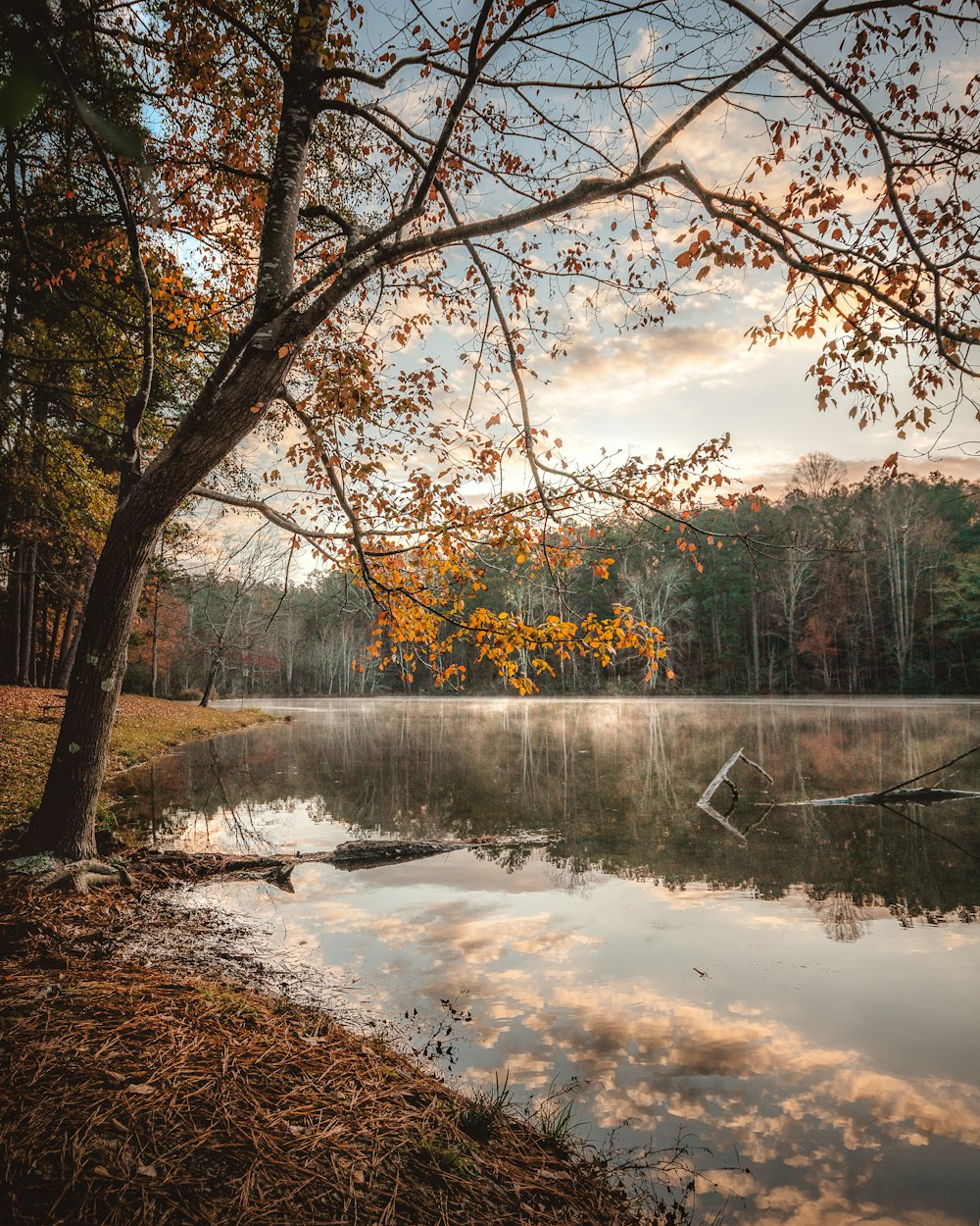 a body of water surrounded by a forest