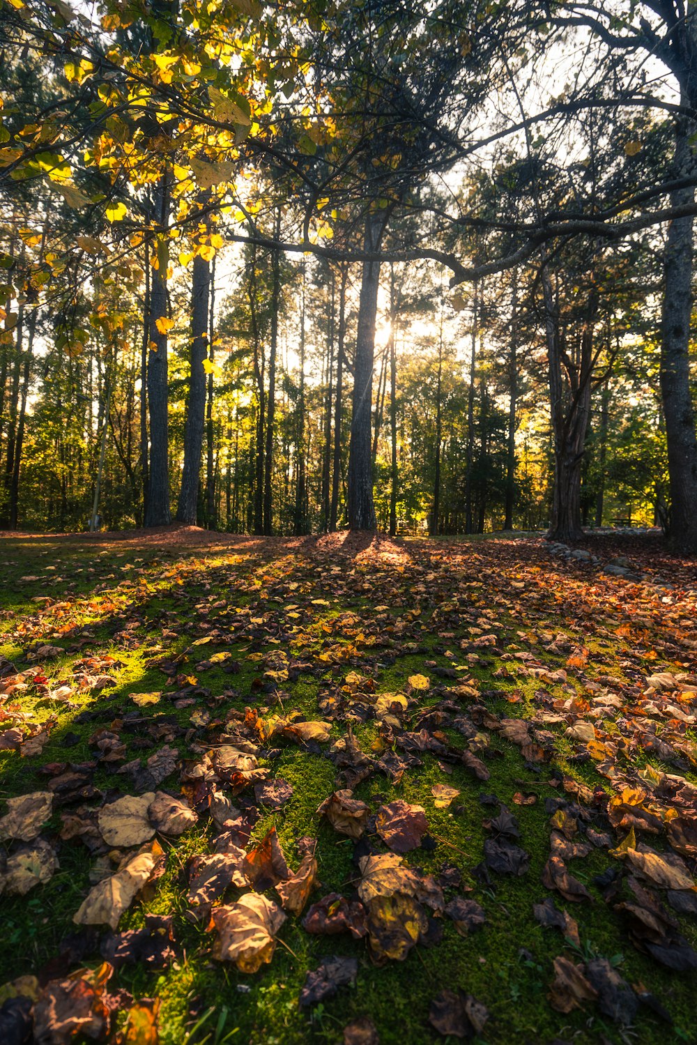 the sun shines through the trees in the forest