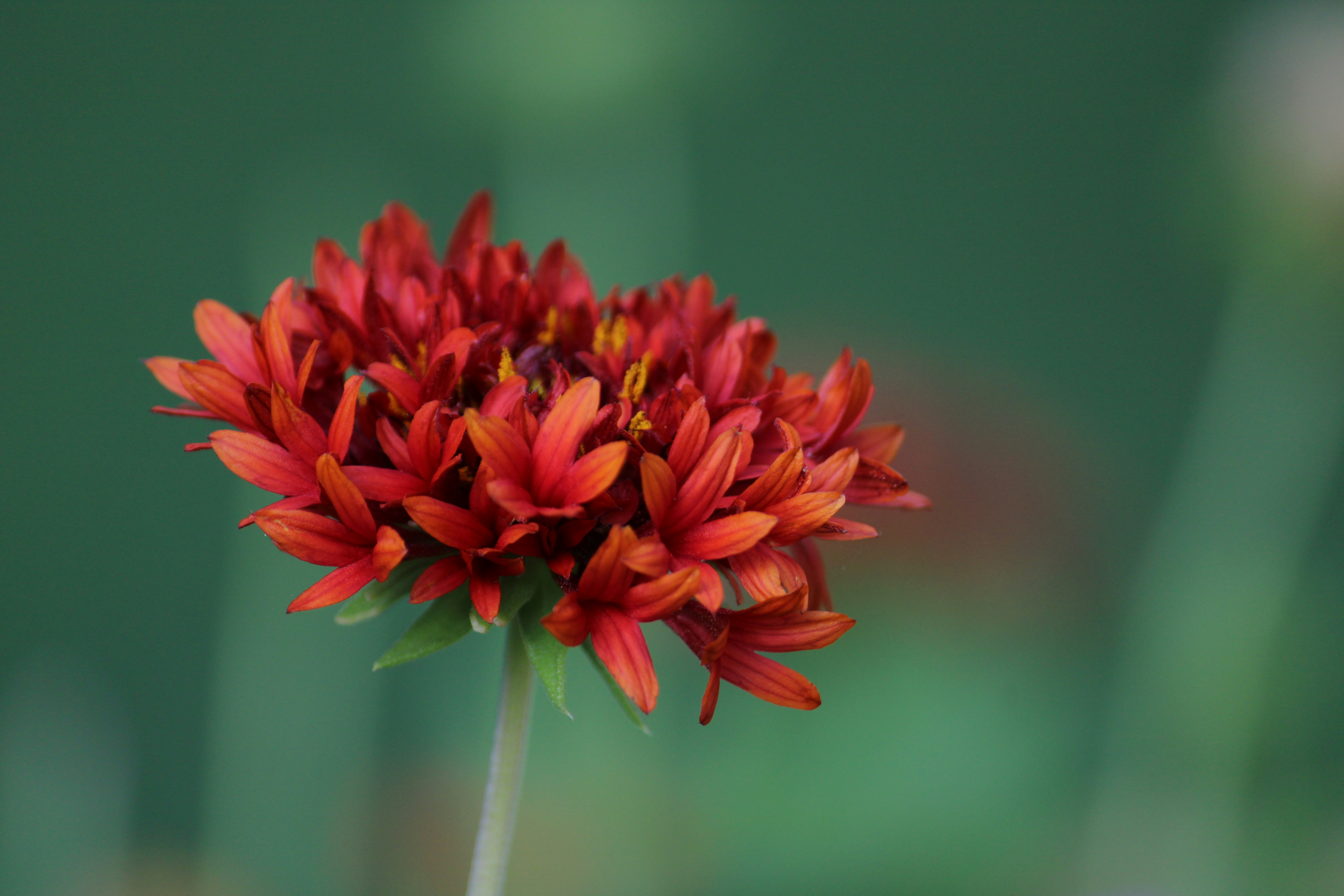 Photo by shabiba_amin