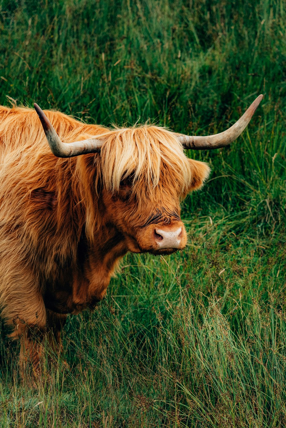 a shaggy cow with horns standing in a grassy field