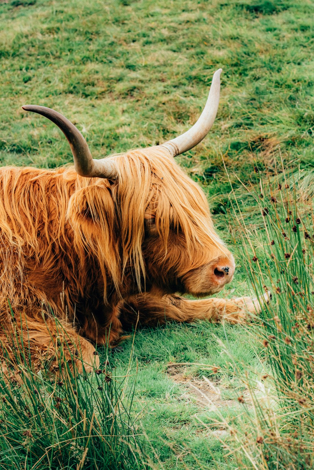 a long haired cow laying down in a field