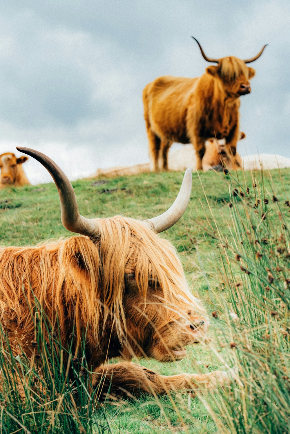 a herd of cattle standing on top of a lush green field