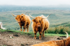 Two Highland cows with long, shaggy ginger fur and large curved horns stand on a grassy hill. The landscape in the background is expansive with rolling green fields and a misty horizon.