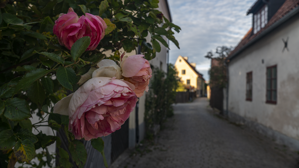 uma flor rosa em uma árvore na frente de uma casa