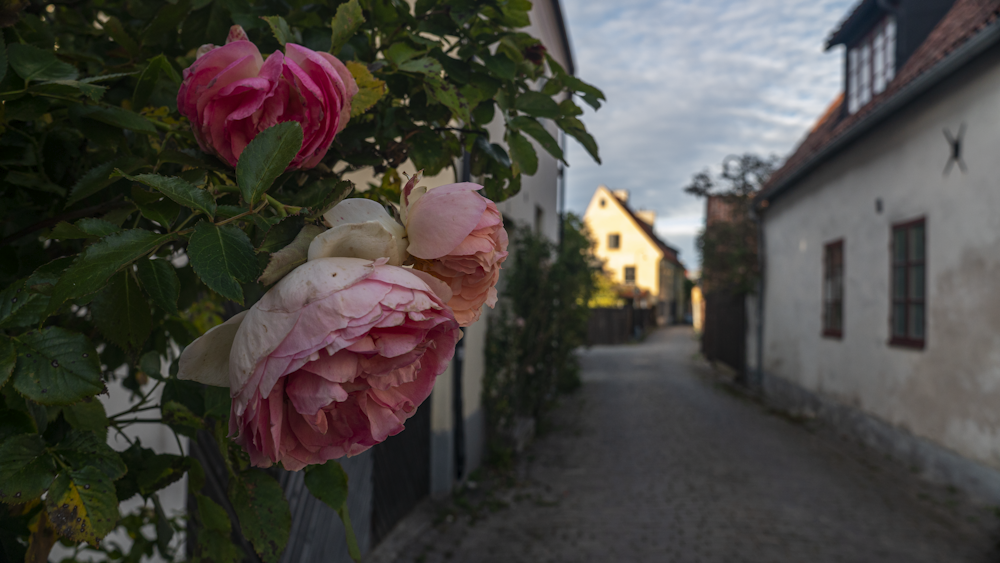 a pink flower on a tree in front of a house