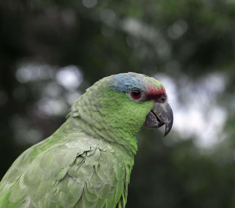 a close up of a green parrot with a red head