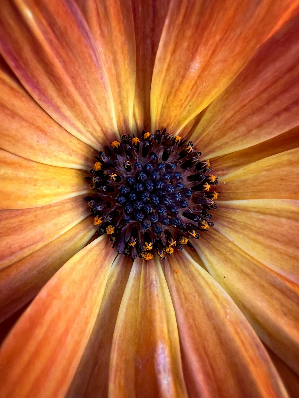 a close up of a yellow and red flower