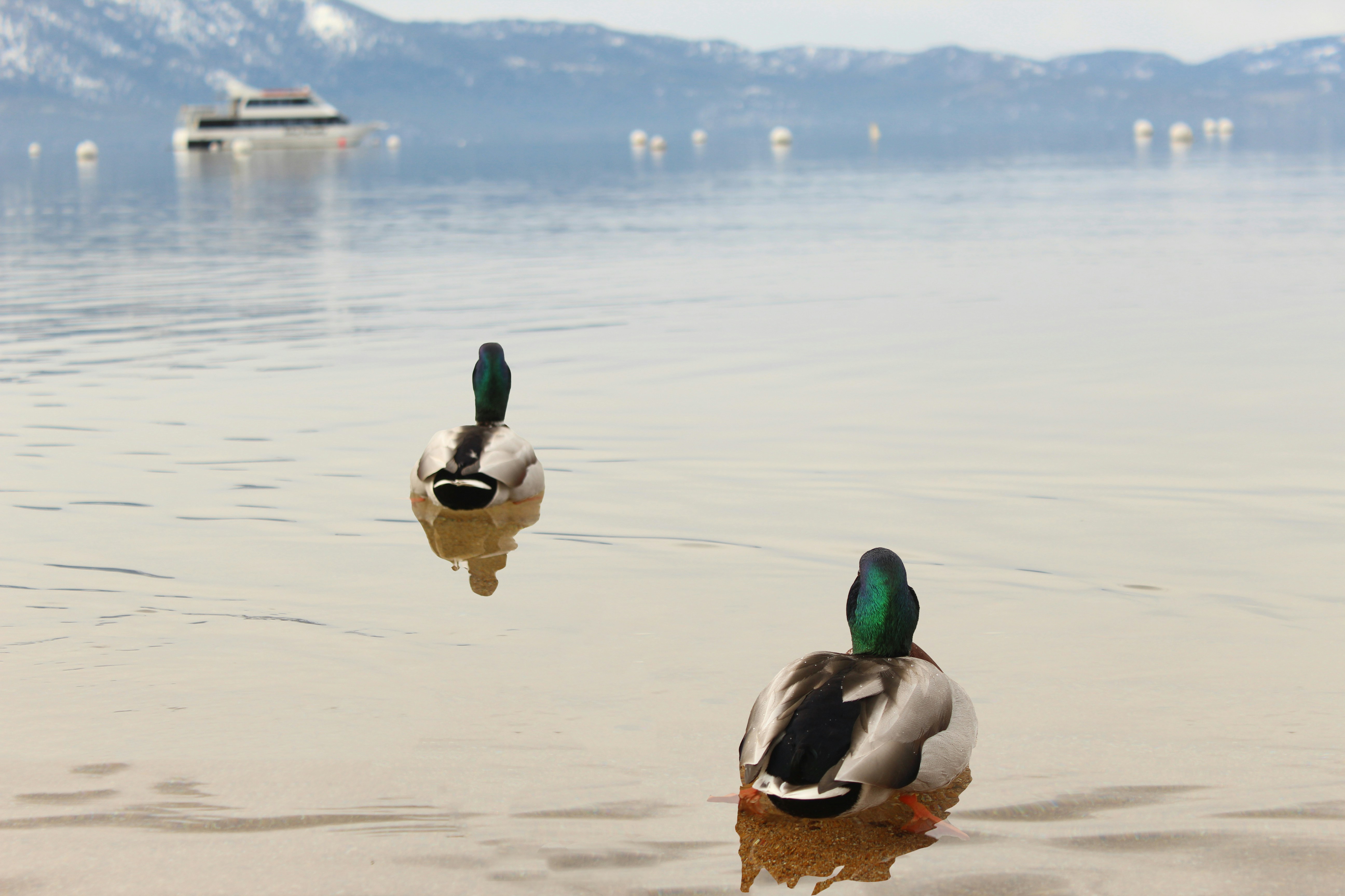 Make Your Reno-Tahoe Trip Year-Round: Indoor Warm-Ups and Outdoor Cool-Downs for Mixed-Season Travel