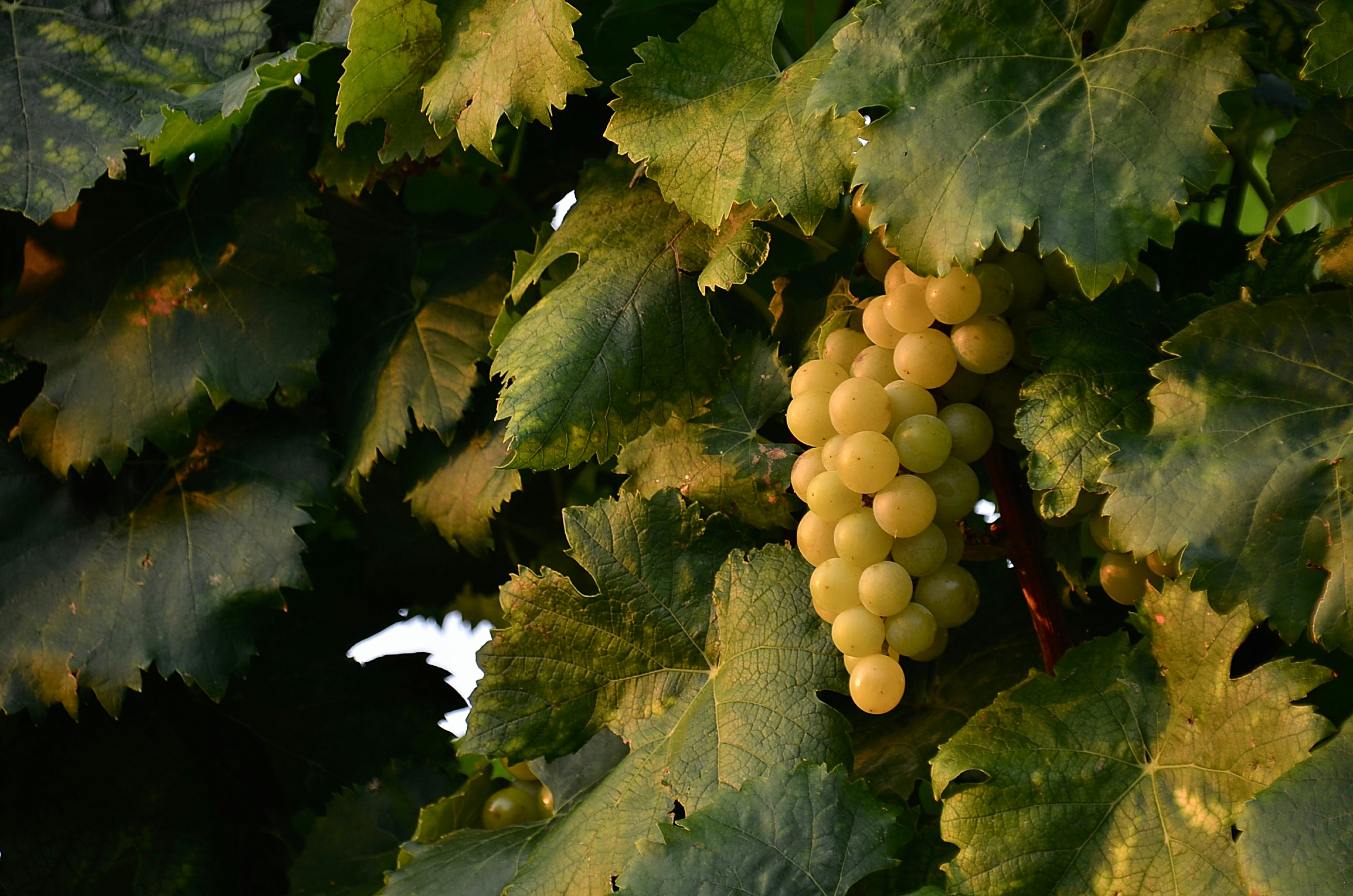 Photo by mariobeducci