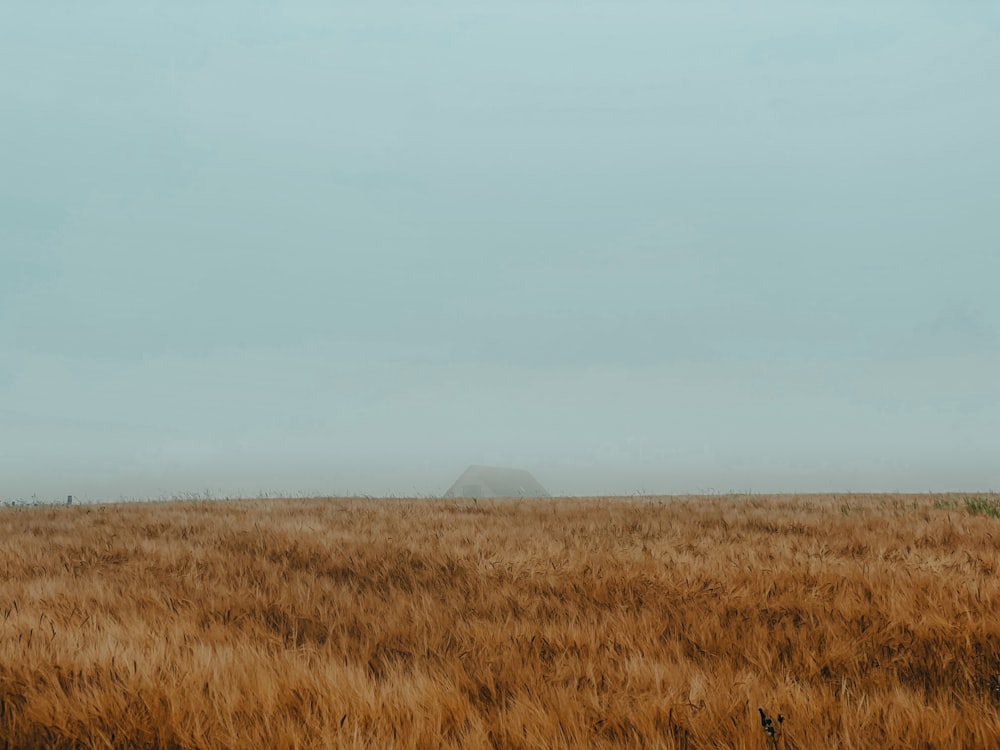 a large field of brown grass with a hill in the distance