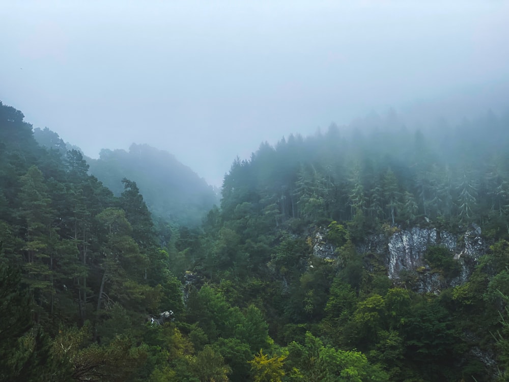 a forest filled with lots of trees covered in fog