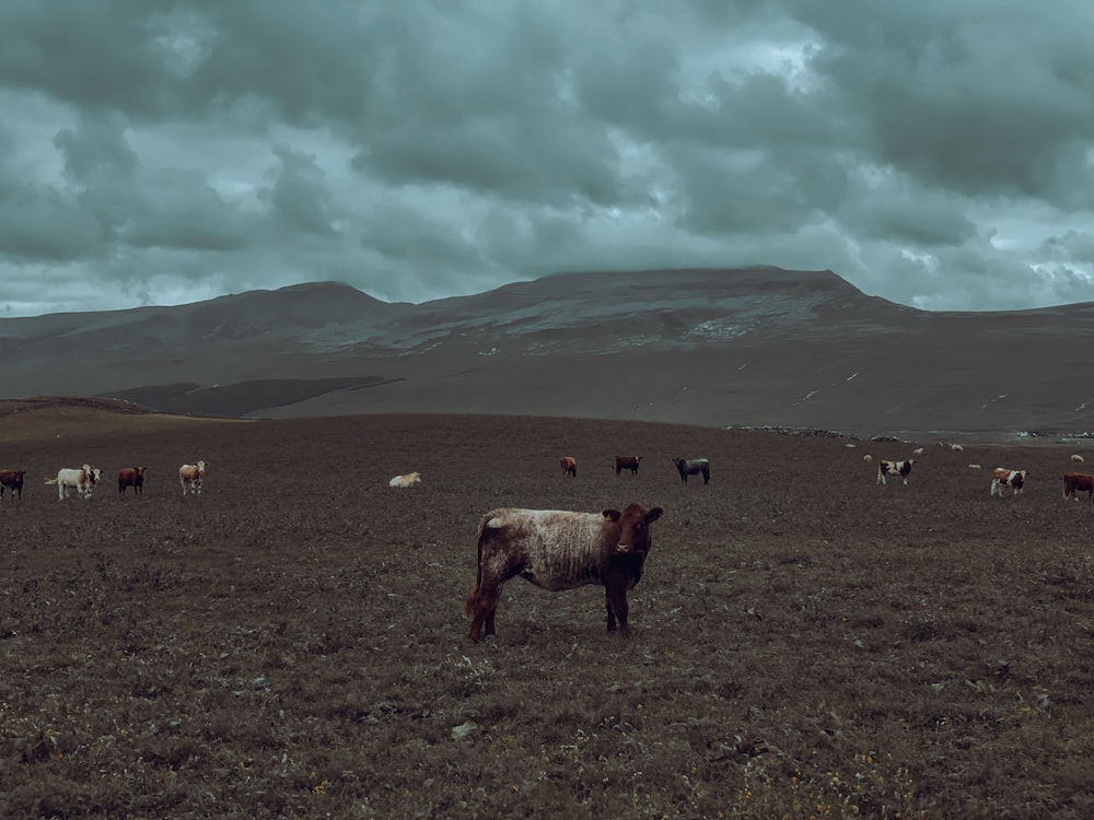 a herd of cattle standing on top of a grass covered field