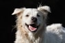 a close up of a white dog with its mouth open