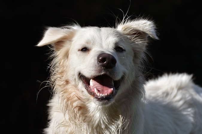 A white dog with fluffy fur appears to be smiling with its mouth open, displaying a joyful expression. The background is dark, highlighting the dog's bright fur.