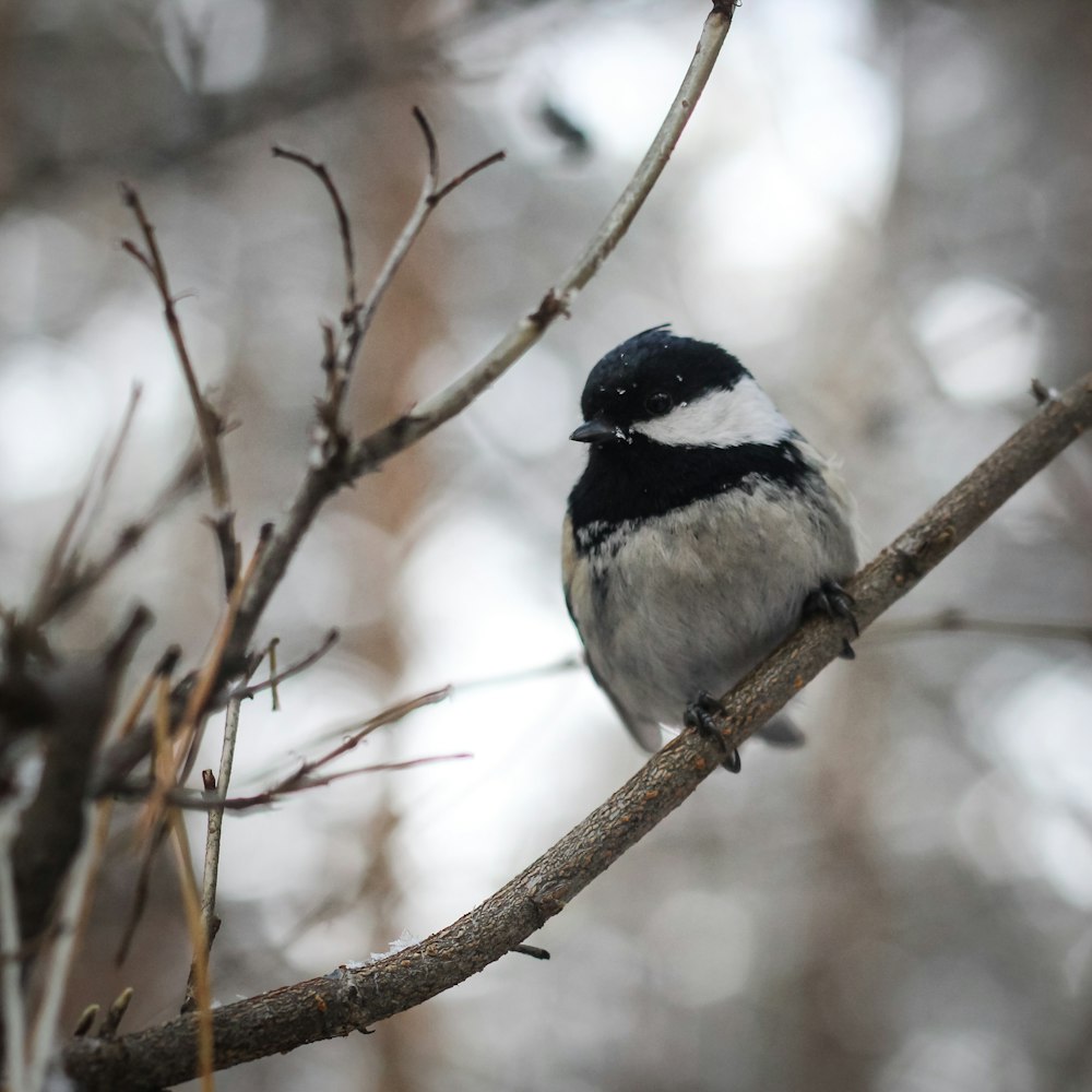 a black and white bird sitting on a tree branch