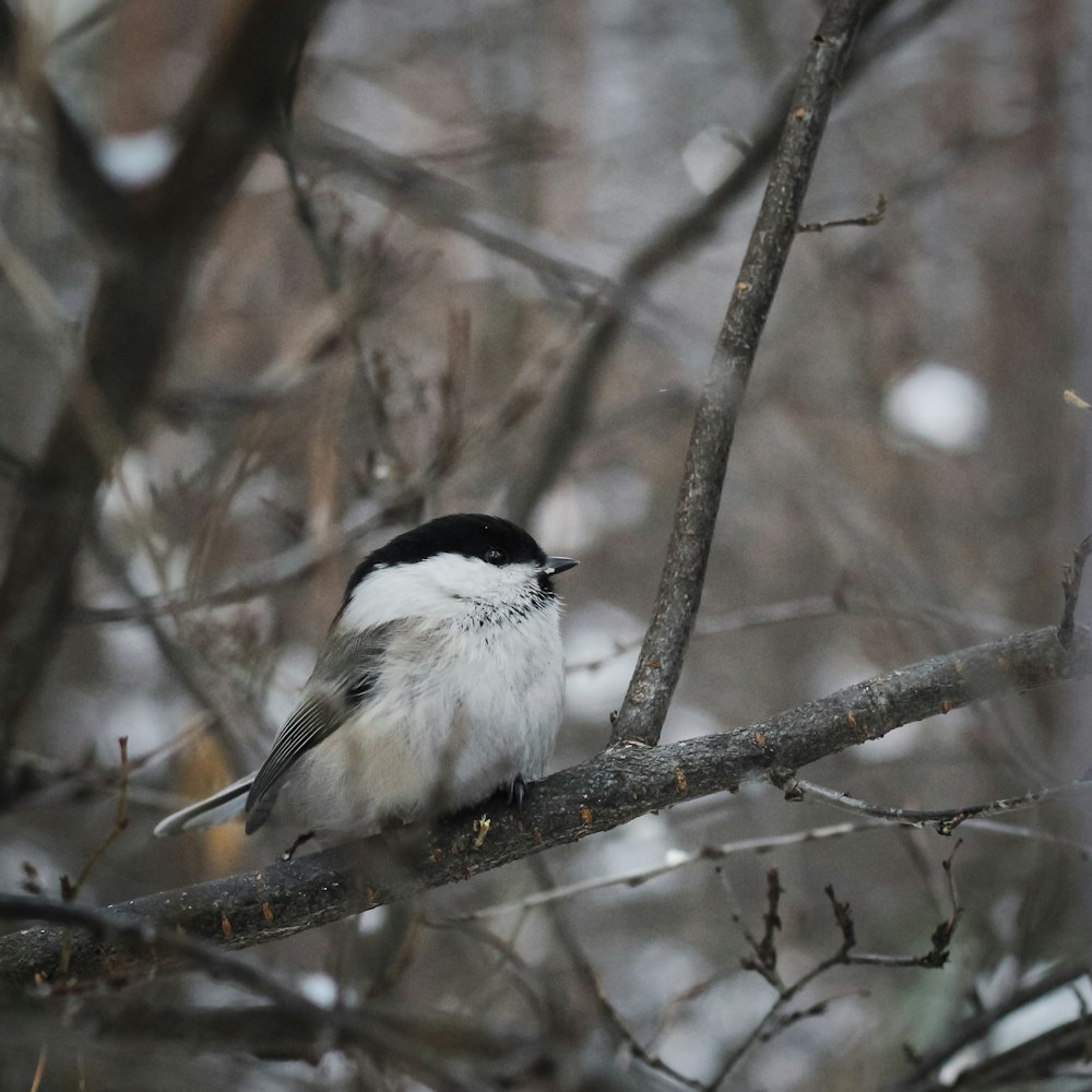 a small black and white bird perched on a tree branch