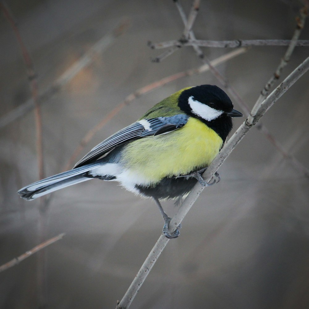 a small yellow and black bird perched on a branch