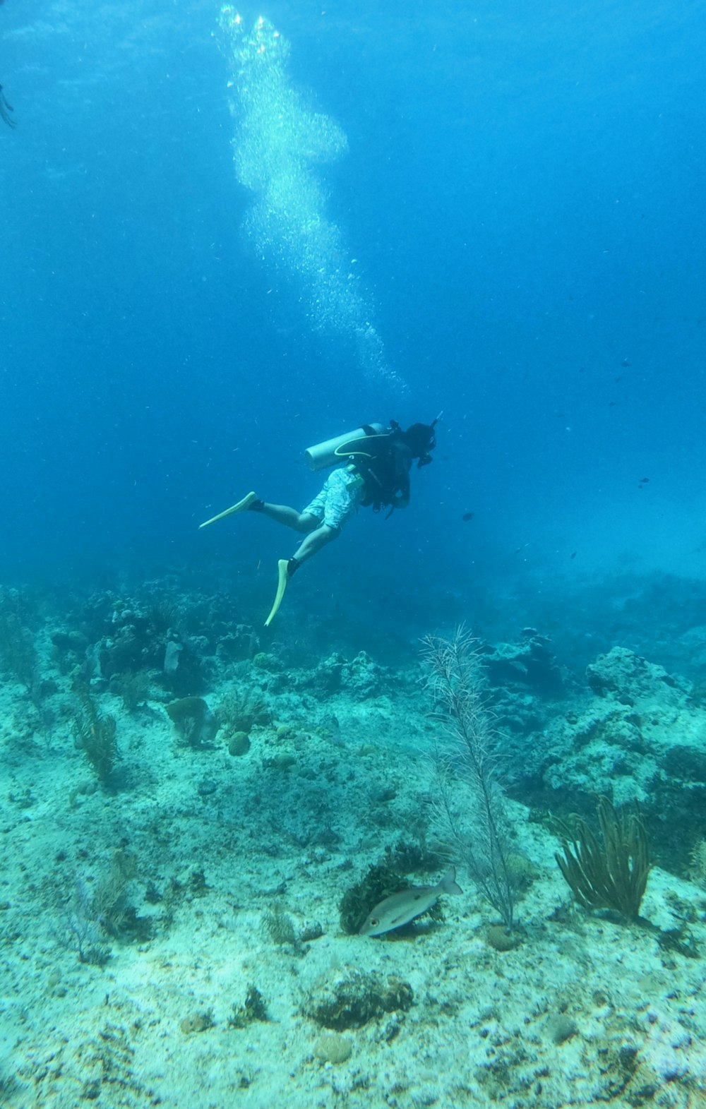 uma mulher nadando no oceano com um monte de peixes