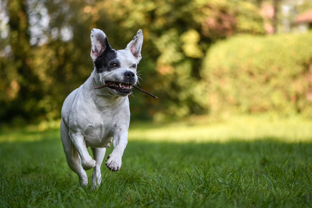 a white and black dog running in the grass with a stick in its mouth