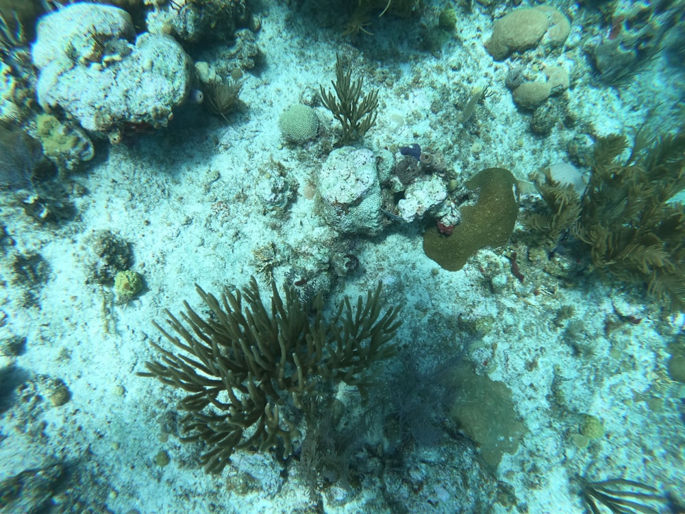 uma anêmona do mar no fundo de um recife de coral