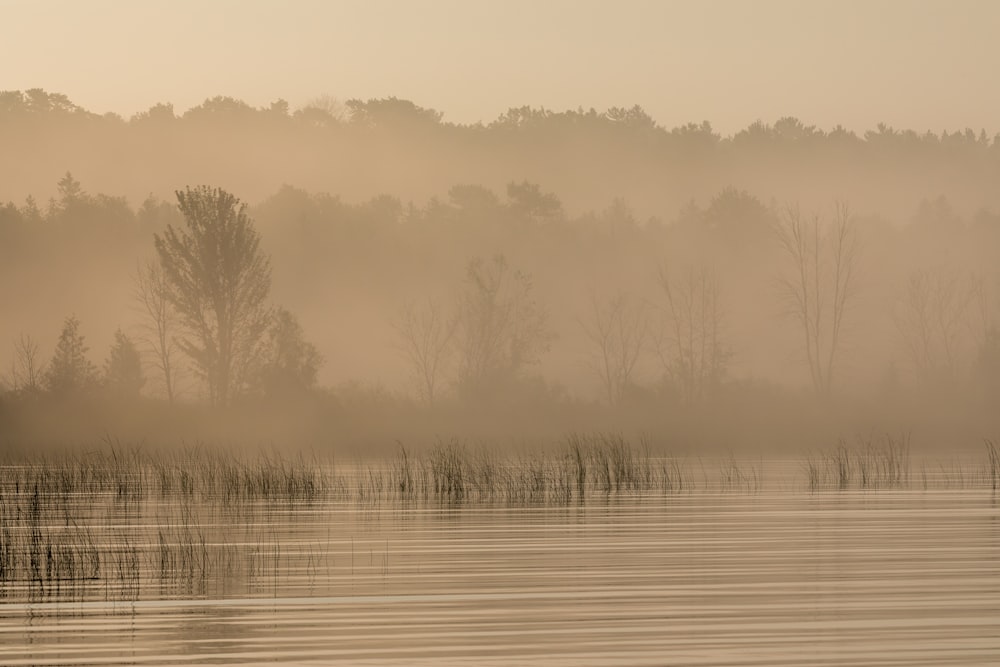 a body of water with trees in the background