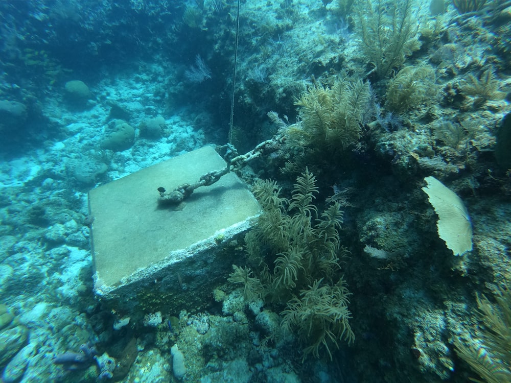 um pedaço de metal sentado no topo de um recife de coral