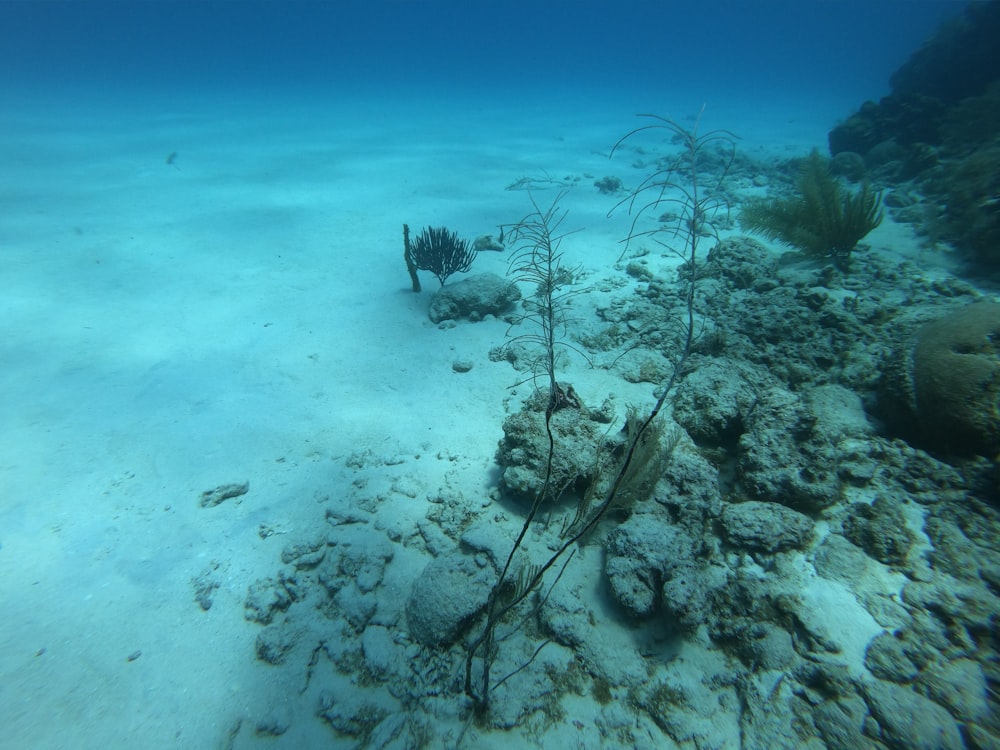 a group of seaweed on the bottom of the ocean floor