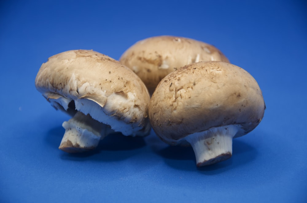 um grupo de cogumelos sentados em cima de uma superfície azul