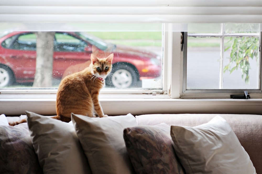 a cat sitting on a couch looking out a window