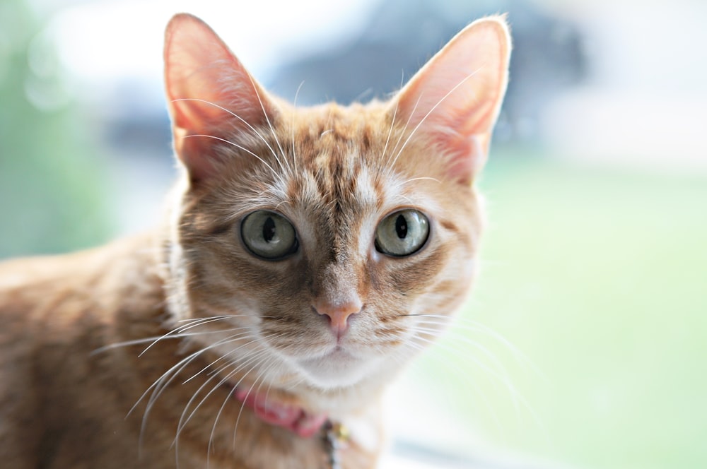 a close up of a cat looking at the camera