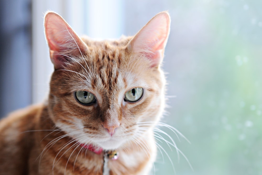 a close up of a cat near a window