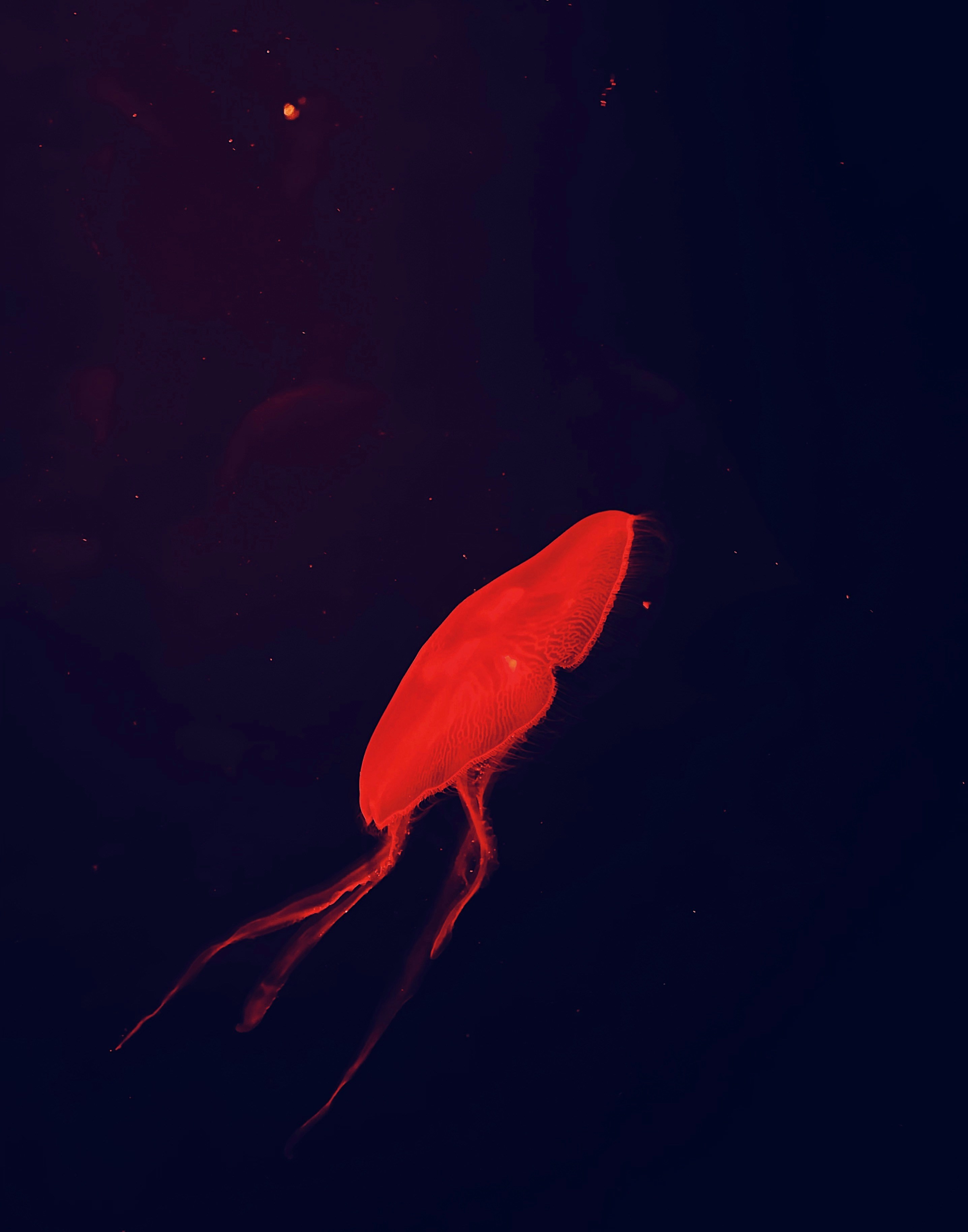 a red jellyfish floating in the dark water