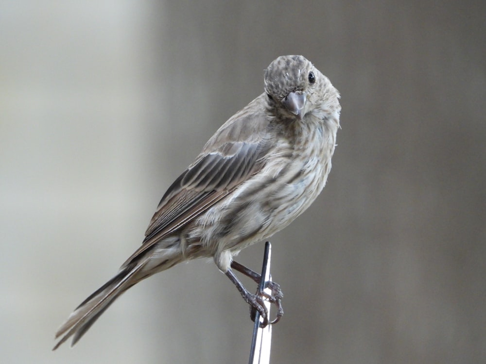 Ein kleiner Vogel sitzt auf einer Metallstange