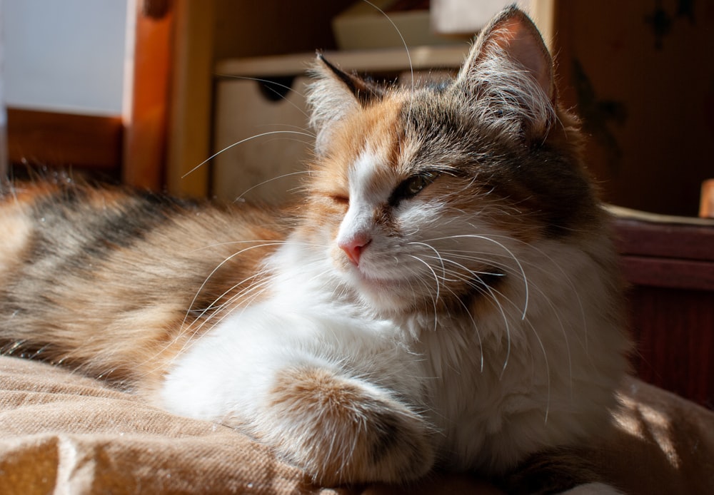 a cat laying on top of a bed next to a window