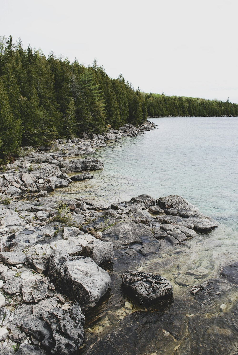 a large body of water surrounded by trees