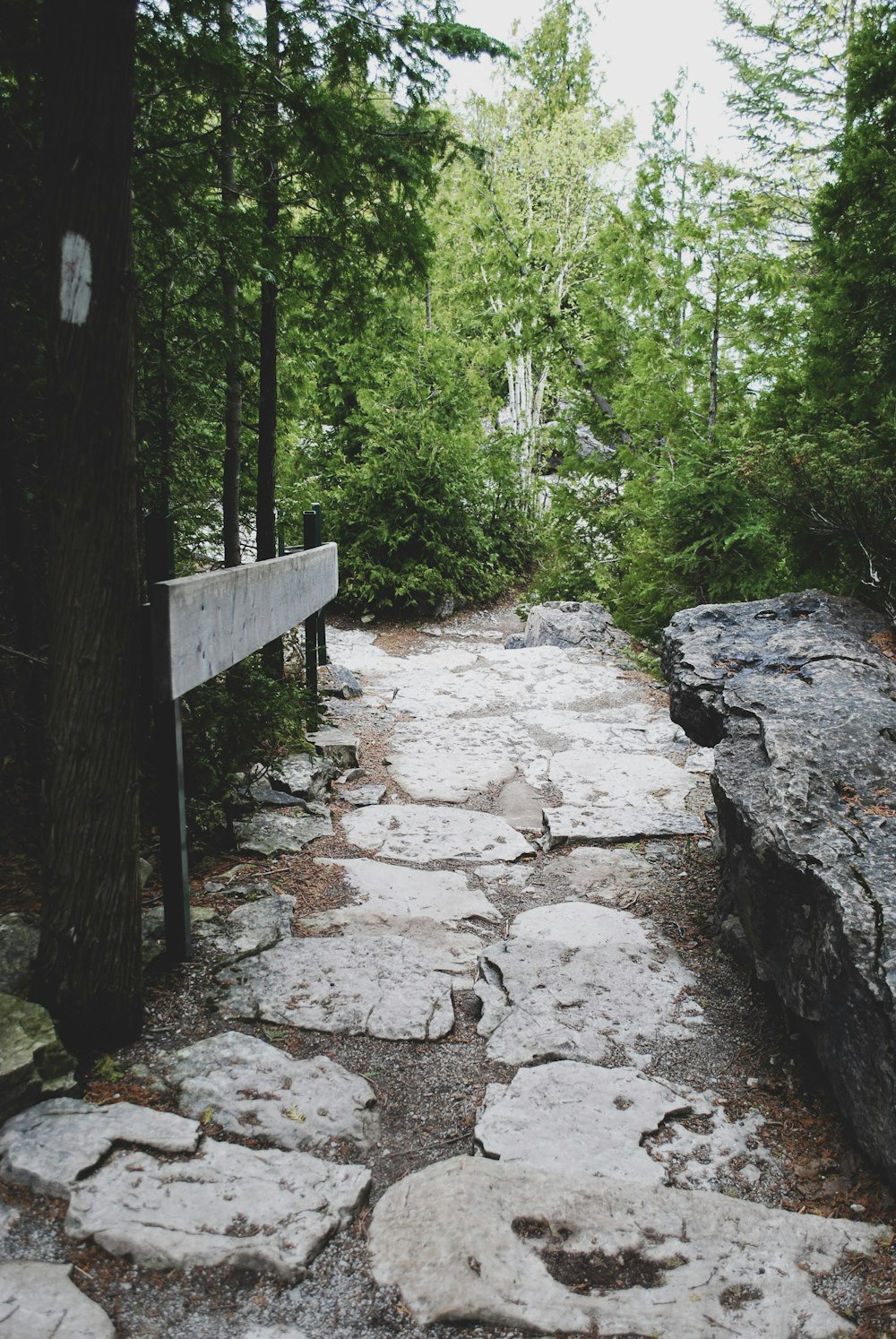 a stone path in the middle of a forest