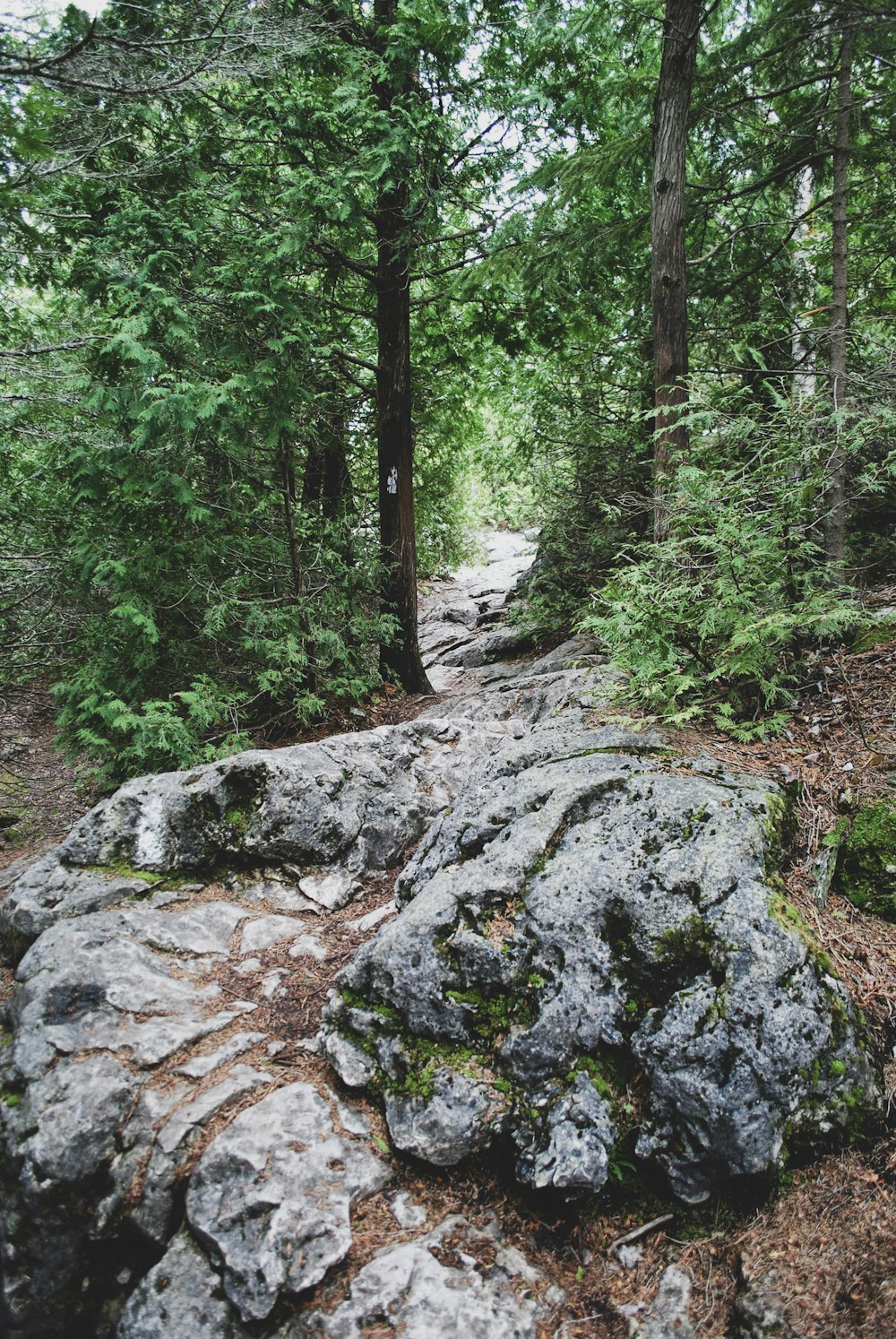 a rocky path in the middle of a forest