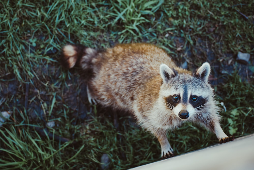 a raccoon standing in the grass looking at the camera