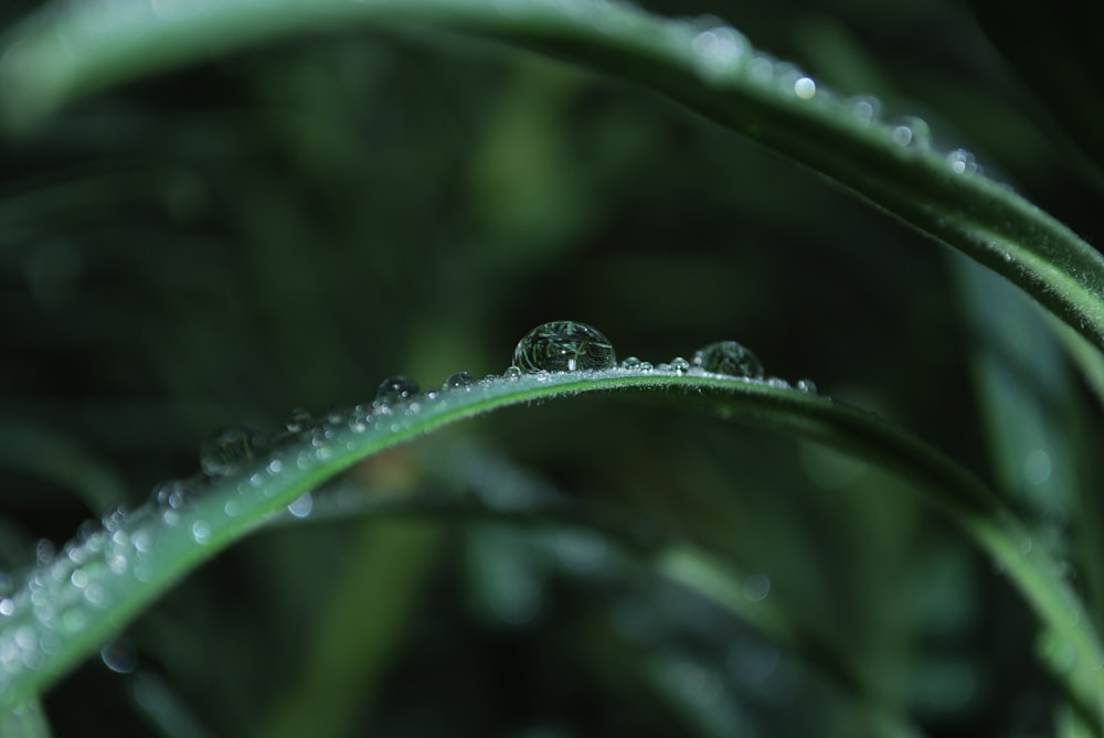 a close up of water droplets on a green plant