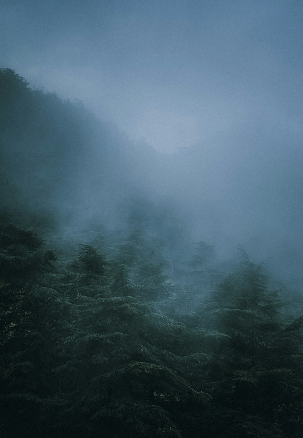 a foggy forest filled with lots of trees