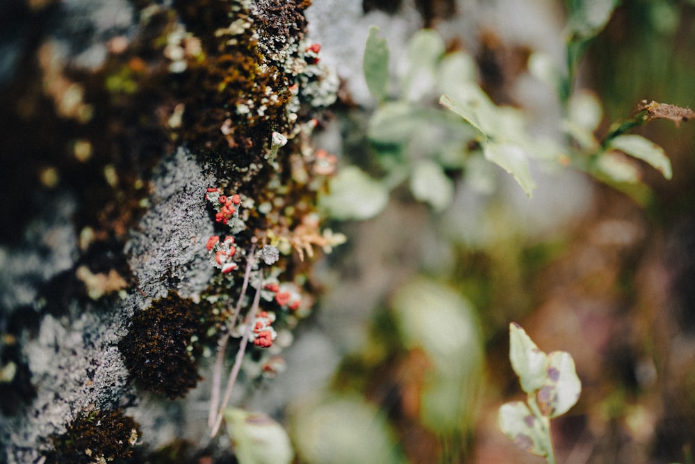 a close up of a rock with plants growing on it