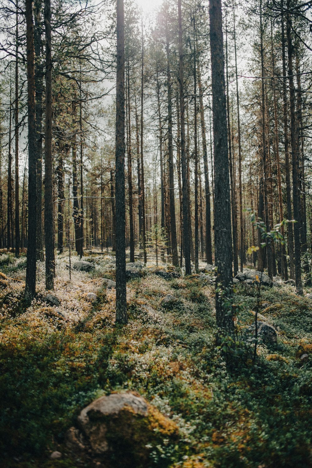 a forest filled with lots of tall trees