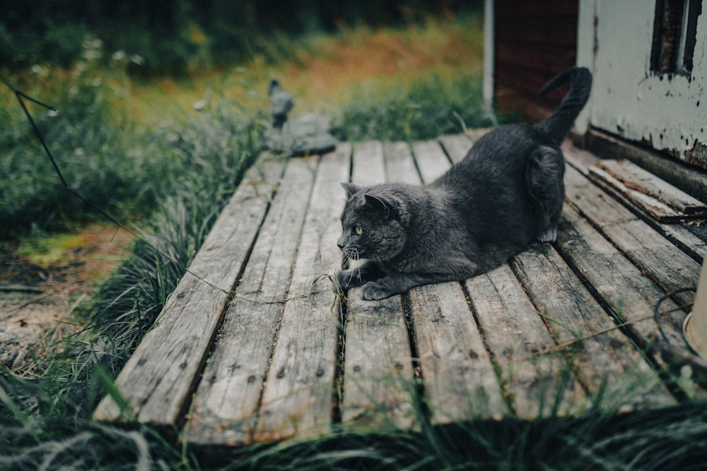 a cat laying on a wooden deck in the grass
