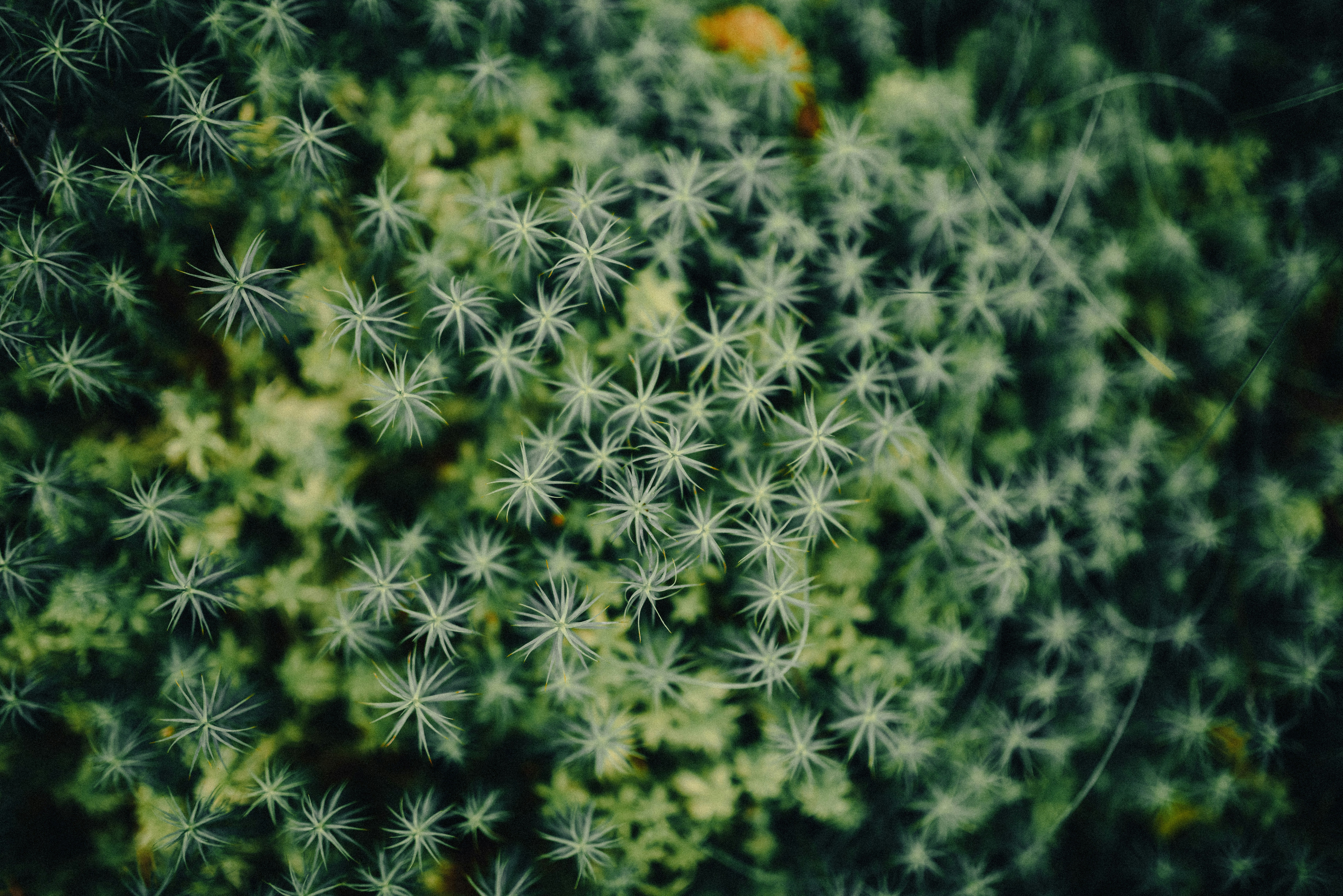 Photo by seitamaaphotography