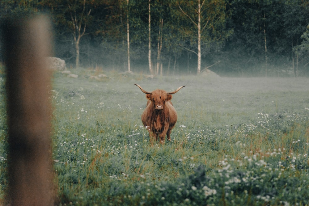 a brown cow standing in a field of grass