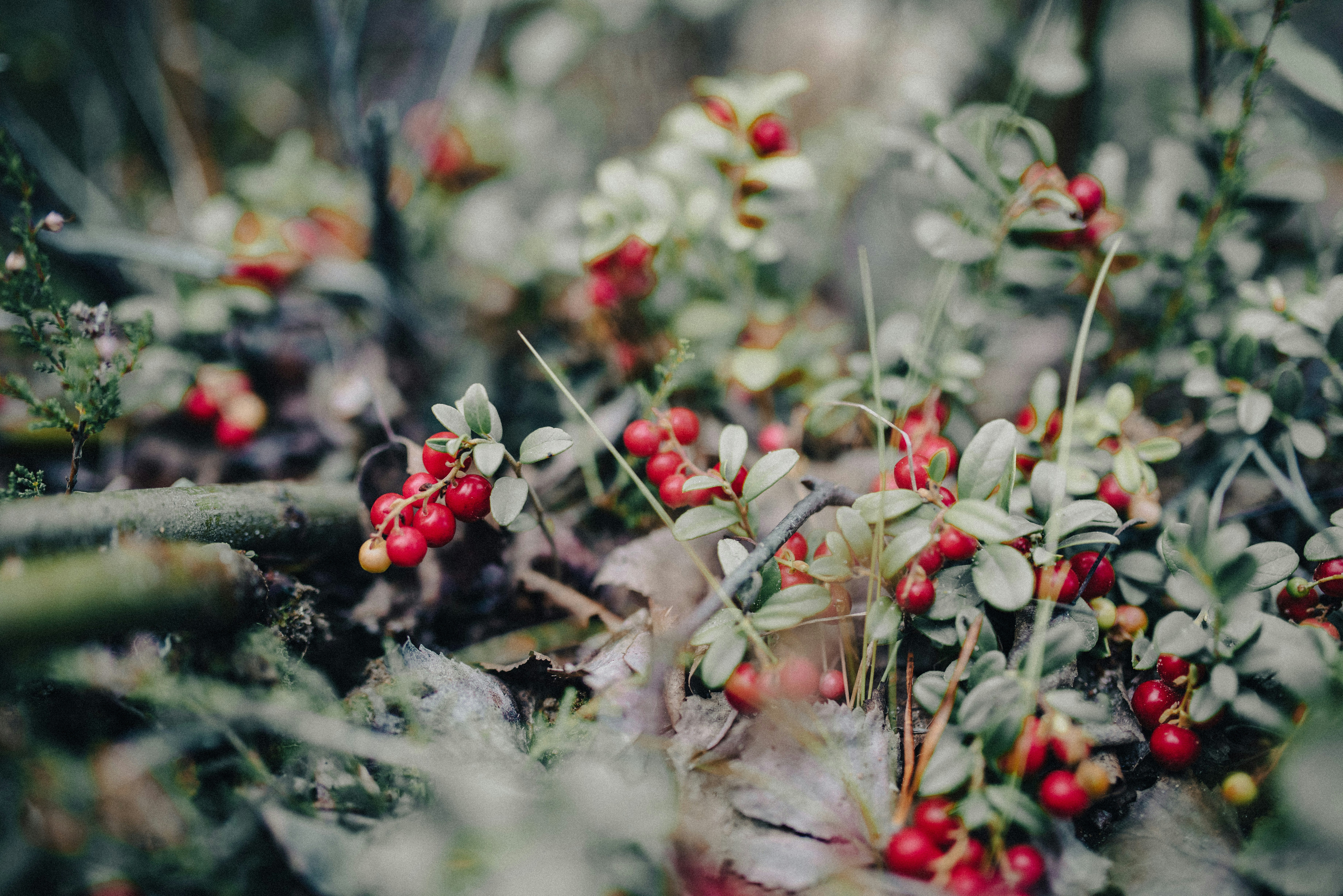 Photo by seitamaaphotography