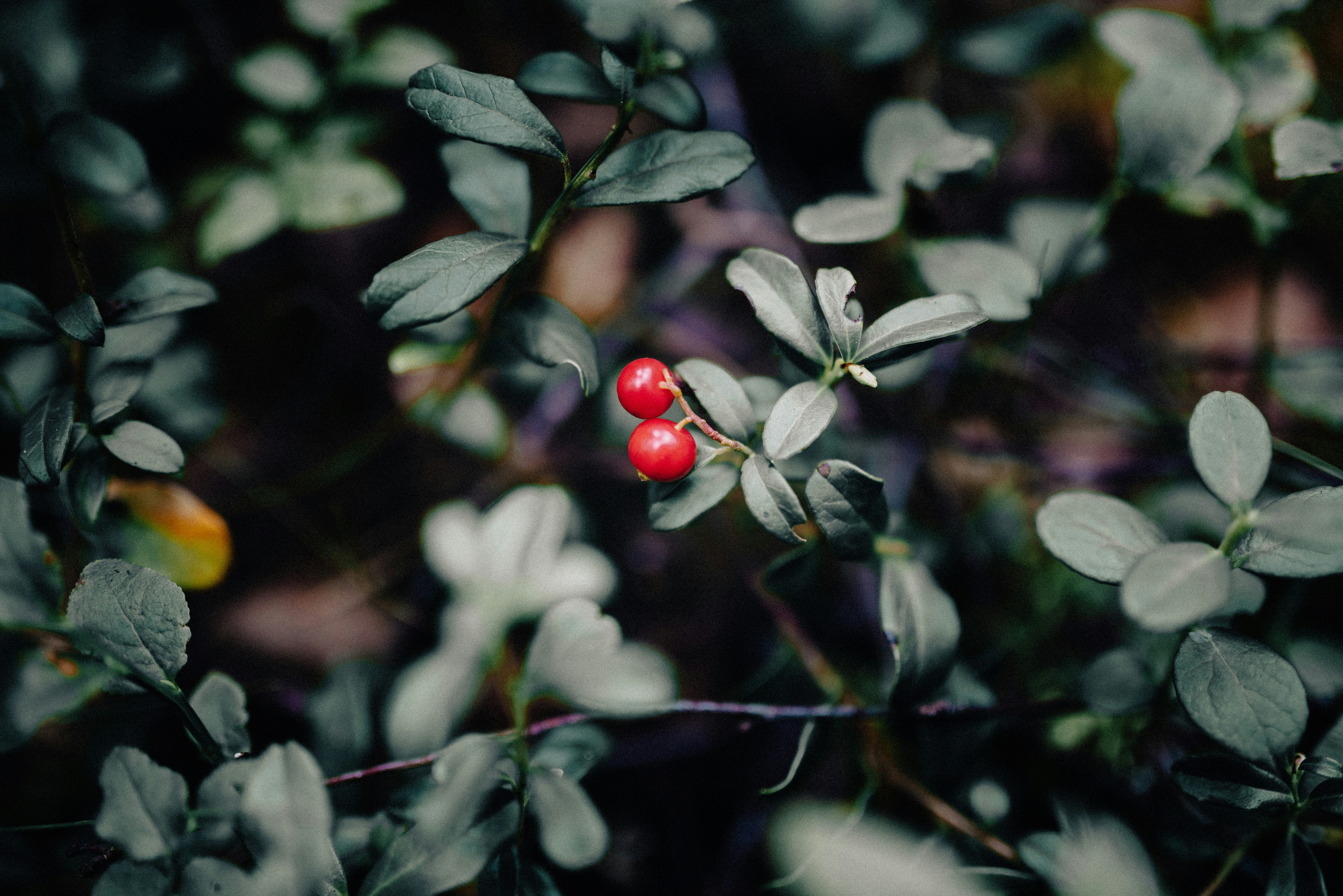 Photo by seitamaaphotography