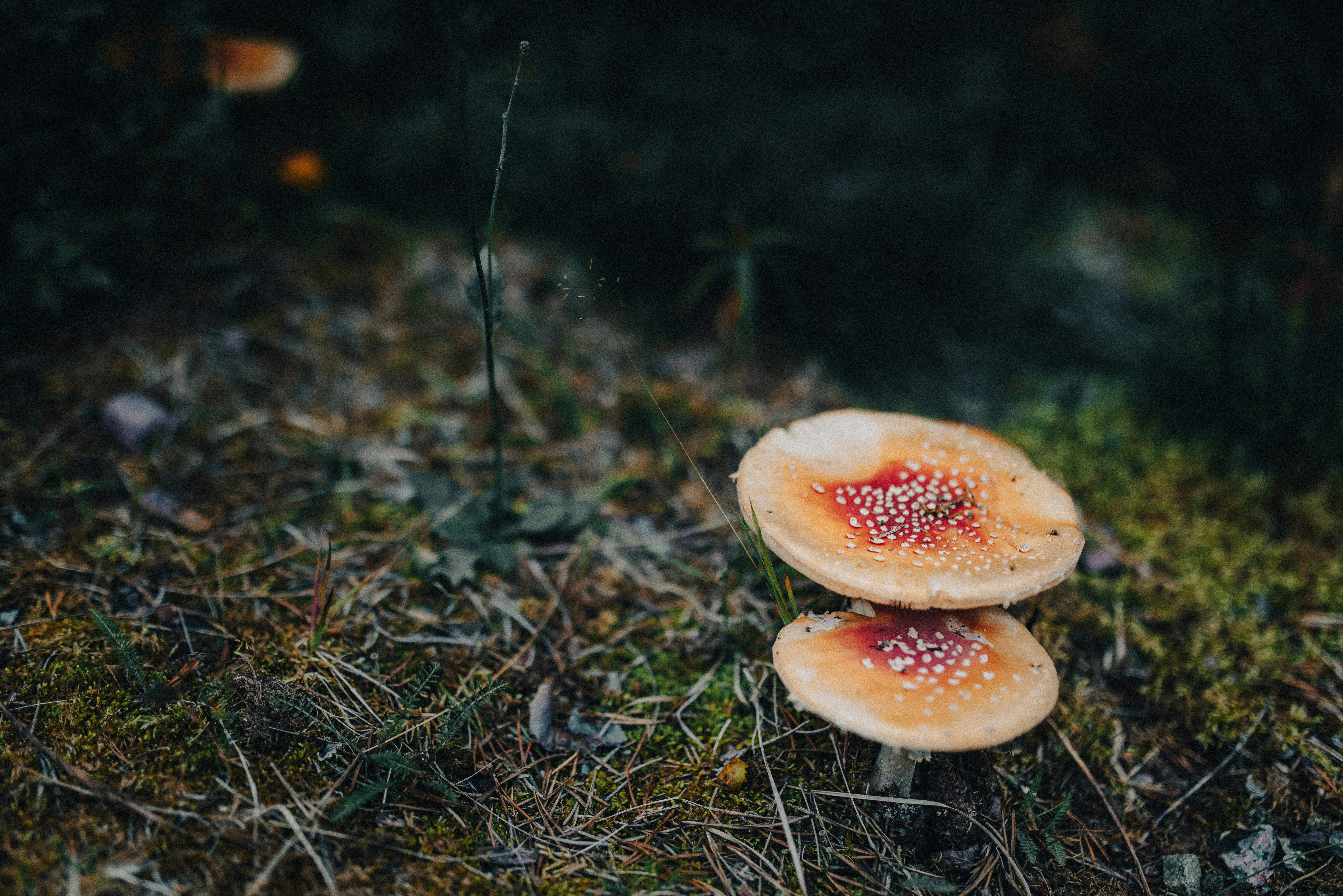 Photo by seitamaaphotography